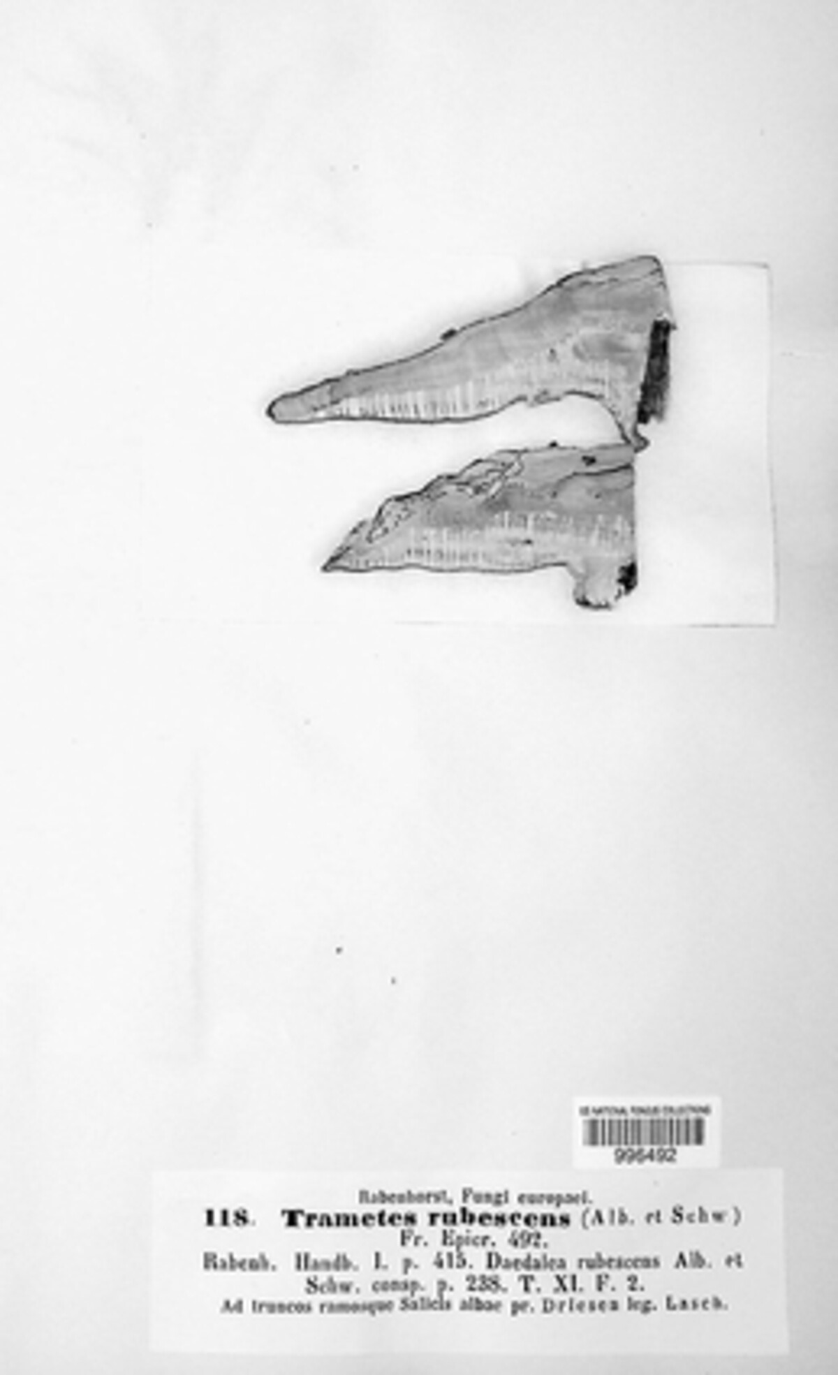 Daedaleopsis confragosa image